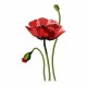 Flowers_55