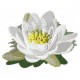 Flowers_56