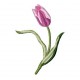 Flowers_58
