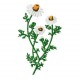 Flowers_59