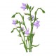 Flowers_63