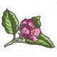 Flowers_68