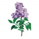 Flowers_54