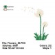 Flowers_50