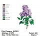 Flowers_54