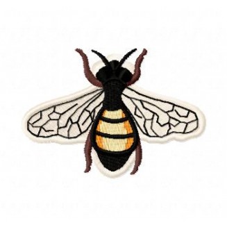 Insects31