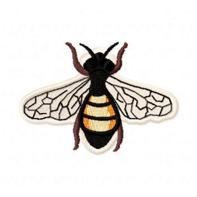 Insects31