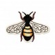 Insects31