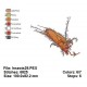 Insects29